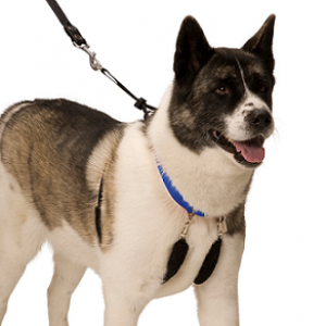 SPORN Halter Harnais Large